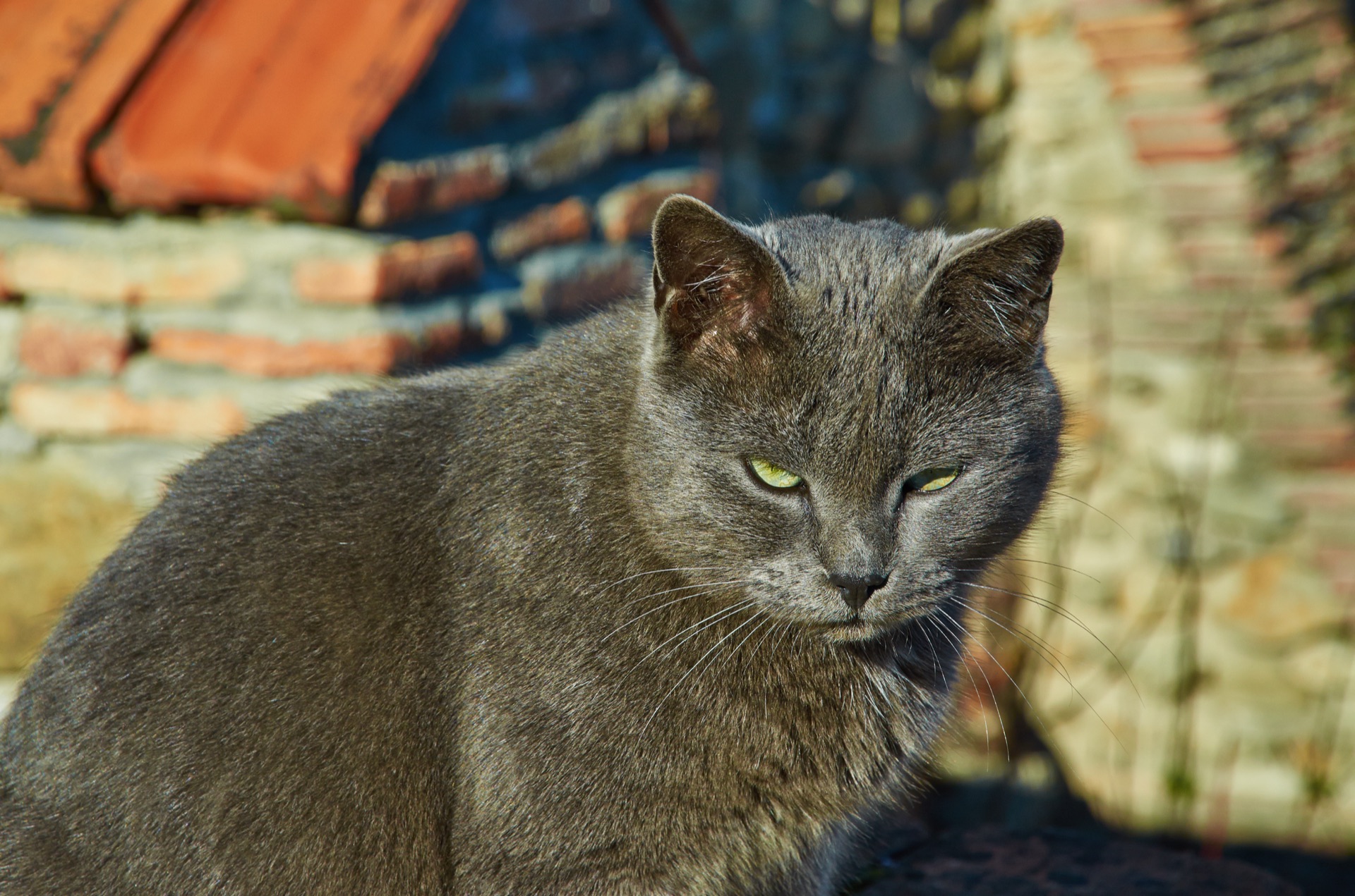 A house cat in an apartment in Georgia