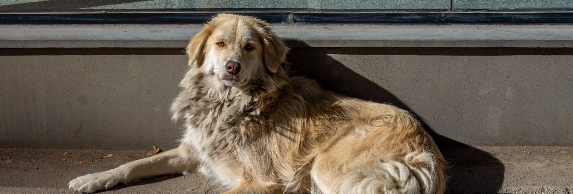 Moving to Georgia with Pets: Import, Documents, Life With an Animal