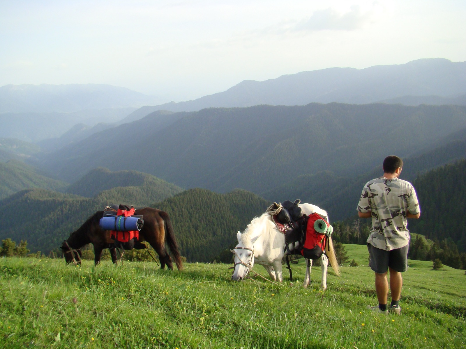 Pack horses loaded with backpacks on a meadow in Borjomi-Kharagauli National Park