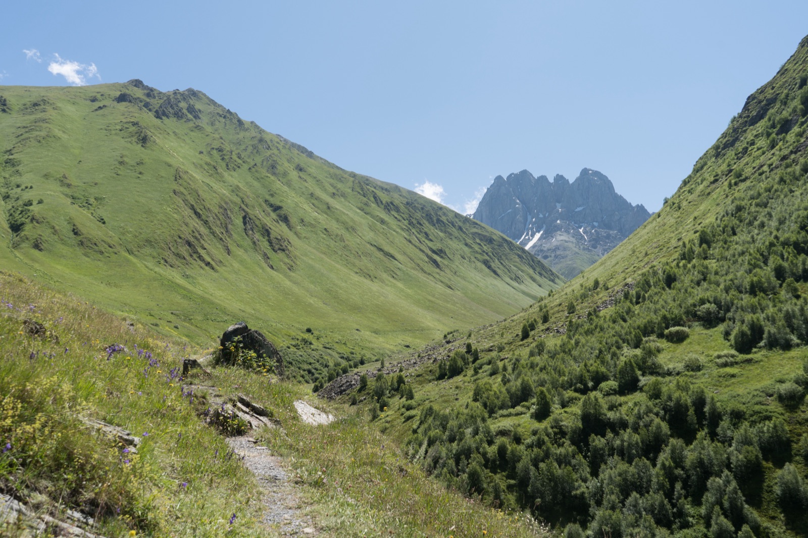A trail across a flowering hillside from Juta toward the Chaukhi rocks in July