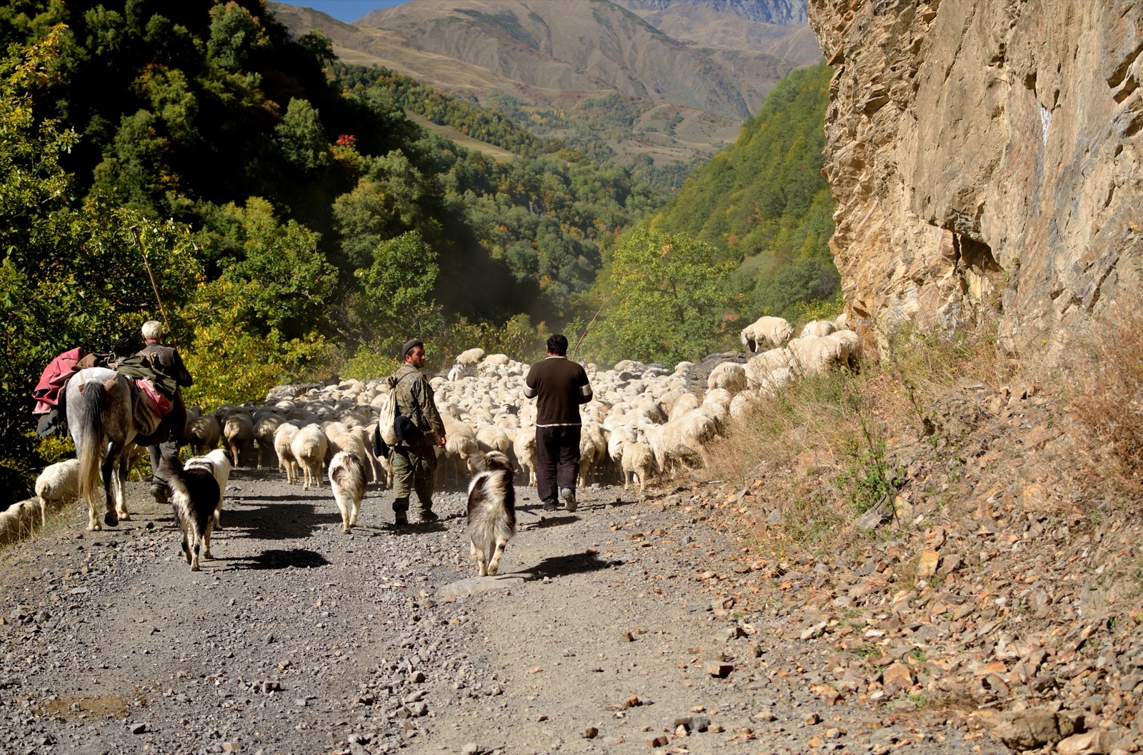 Shepherds driving a flock with sheepdogs near Shatili in Khevsureti