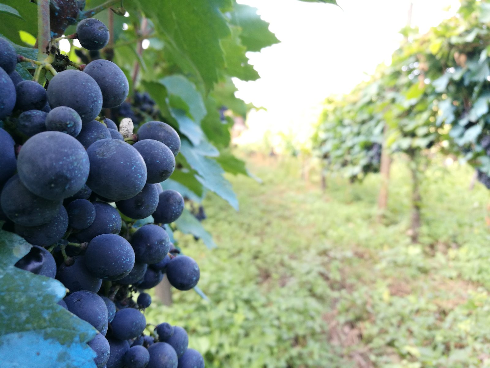 Racimo de uvas maduras en una cepa de un viñedo de Tsinandali en septiembre