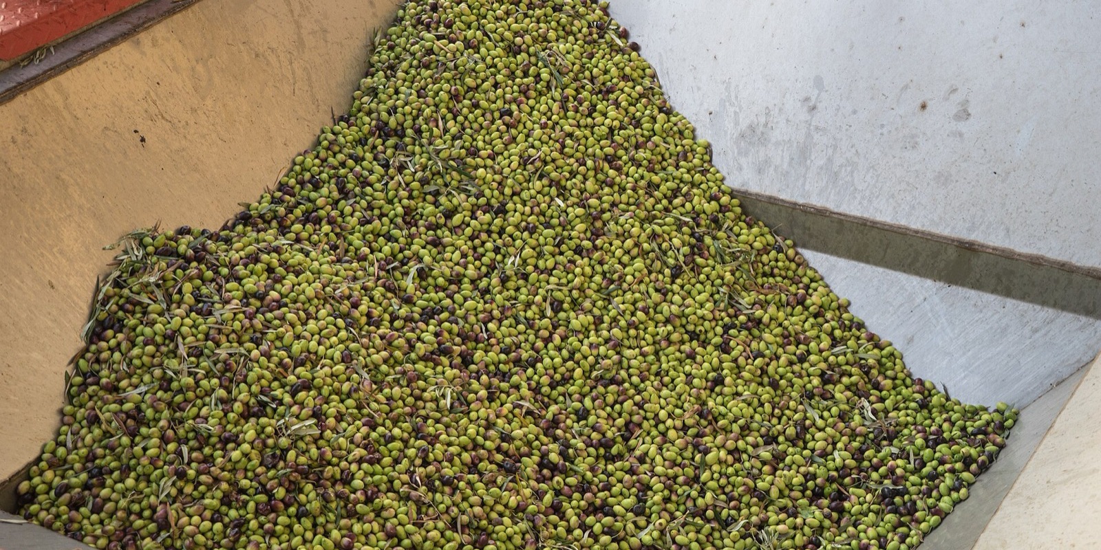 Georgia's Food Agency Finds Contaminants Above Limits in Turkish Ayvalık Olive Oil